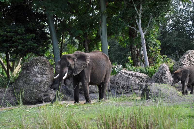 Animal Kingdom Elephants on Safari