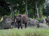 Animal Kingdom Elephants on Safari