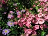 Potted Annuals